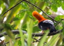 Imagen Gallo de la peña